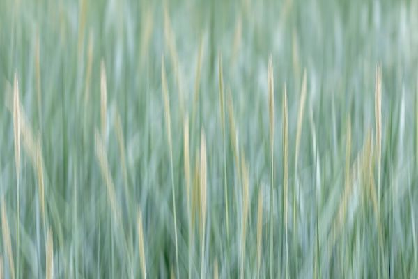 Alaska-Tongass National Forest Abstract of meadow grass